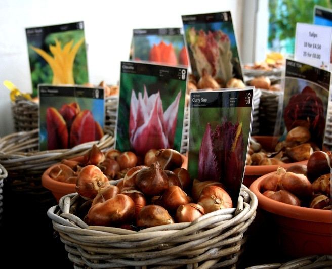 Đầu tiên, để trồng được chậu hoa Tulip chưng Tết ưng ý, bạn phải chọn củ giống đều, không bị trầy xước, đã bật mầm.