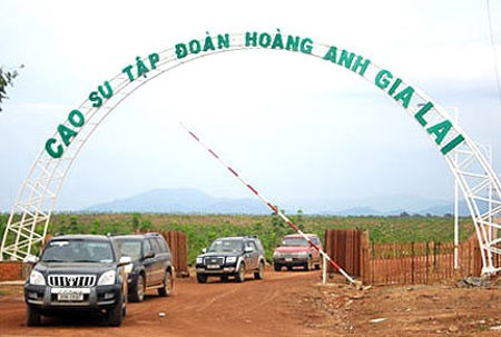 Tuy nhiên, mảng nông nghiệp của bầu Đức đang gặp nhiều khó khăn, do cần lượng vốn đầu tư lớn trong khi nguồn thu về chậm. Bên cạnh đó, giá cả nhiều loại hàng hóa trong đó có cao su giảm mạnh ảnh hưởng nhiều tới doanh thu. Do vậy khoảng giữa năm nay, bầu Đức đã bán bớt một phần mía đường tại Lào để trả nợ. Ảnh: Zing.