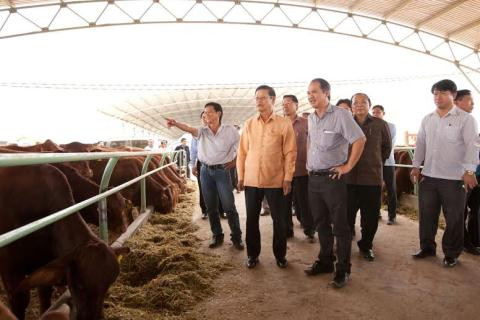 Tính đến nửa đầu năm 2016, HAGL duy trì quy mô một đàn bò khoảng 7.500 con bò sữa, 130.000 con bò thịt và đây cũng là ngành đóng góp nguồn doanh thu và lợi nhuận chính của tập đoàn. Trong hình là nông trại chăn nuôi bò HAGL tại Attapeu, Lào. Ảnh: VTC