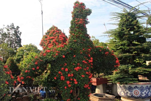 Cây kiểng hình gà cũng là một trong những sản phẩm hút khách trong dịp Tết năm nay. Ông Nguyễn Văn Toản (57 tuổi, người dân địa phương thường gọi là nghệ nhân Năm Thoại) ở ấp 4, xã Long Trung, huyện Cai Lậy, tỉnh Tiền Giang, đã sản xuất được hàng chục con kiểng gà để bán vào dịp Tết Nguyên đán 2017 tới. Ảnh: Dân Việt.
