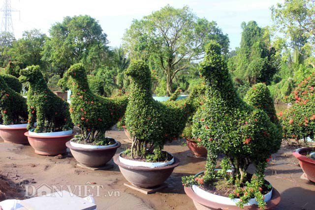 Loại cây kiểng hình gà đặc biệt này được làm từ cây bông trang có tuổi thọ cao nên được bán với giá hàng trăm triệu đồng mỗi cặp. Ảnh: Dân Việt.