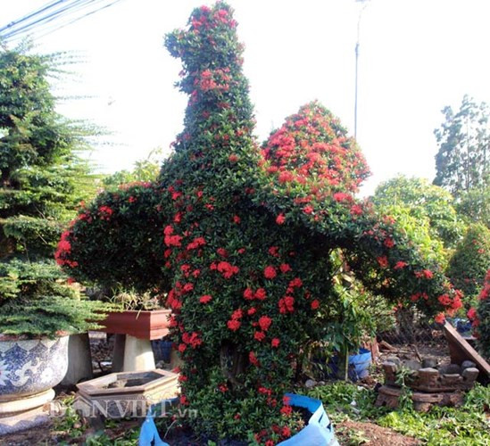 Theo nghệ nhân Năm Thoại, cây bông trang khó tìm mua về làm kiểng, nhất là đối với loại cây lớn có tuổi thọ lâu năm nên giá bán ra của loại kiểng thú này cũng cao, thuộc dạng quý hiếm. Cụ thể là khoảng 100 triệu đồng/cặp đối với kiểng gà loại nhỏ và 150 triệu đồng/cặp đối với loại lớn. Riêng đàn gà con (trên 10 con) cũng có giá khoảng 75 triệu đồng. Ảnh: Dân Việt.