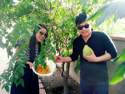 Ở nơi xứ người, cây thanh trà - đặc sản xứ Huế, vẫn mọc tươi tốt làm nhiều người Việt ở đây cảm thấy ấm lòng, vơi bớt nỗi nhớ quê hương. Ảnh FBNV.