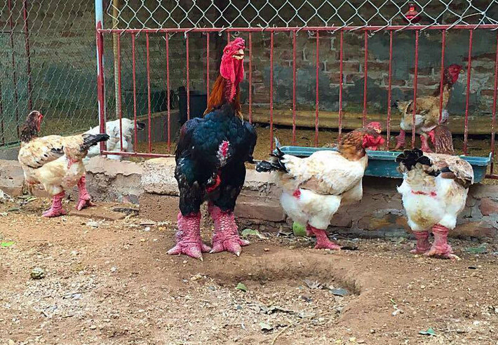 Gà Đông Cảo (hay Đông Tảo) là loại gà quý hiếm của Việt Nam, do dân làng Đông Tảo tuyển chọn, thuần dưỡng từ lâu đời. Tương truyền gà Đông Cảo là của ngon vật lạ cúng tiến vua chúa thời xưa. Nhiều người sính lễ nghĩa thường chọn làm đồ cúng tế. Cũng có người không nỡ giết thịt giống gà như một thứ ưu vật của đời, để nuôi làm cảnh.