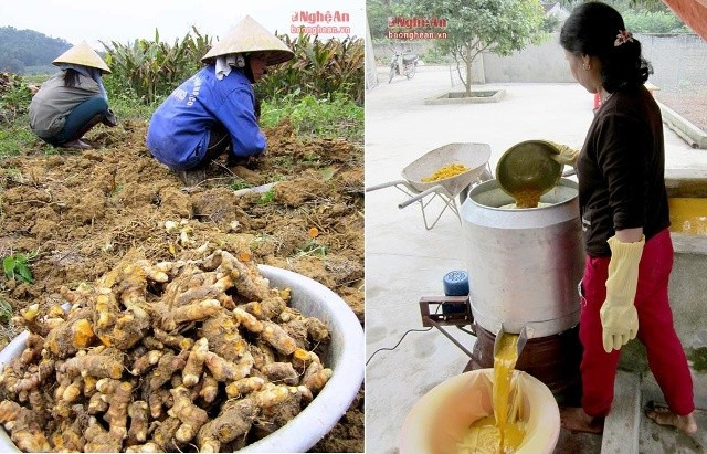 Nhiều gia đình khác trên địa bàn xã Nghi Kiều cũng có thu nhập khá cao từ cây nghệ. Được biết, 1 sào trung bình cho 1,5 tấn nghệ củ, chế biến được 100 kg tinh bột, với giá 350.000 đồng/kg. Như vậy, cứ 1 sào người dân sẽ thu về 35 triệu, bình quân, 1 ha thu về 700 triệu đồng. Toàn xã Nghi Kiều mùa này làm trên 20 ha sẽ đưa về gần 15 tỷ đồng. Ảnh: Internet.