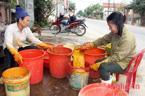 Chị Hải cho biết: Mỗi ngày gia đình chị chế biến từ 100 – 150 kg nghề tươi, thu được 5-7 kg bột nghệ. Với mức giá 500 nghìn đồng/kg, sau khi trừ các khoản chi phí, mỗi cân tinh bột nghệ có lãi từ 50-70 nghìn đồng. Như vậy, mỗi ngày gia đình chị thu nhập 300-400 nghìn đồng. Ảnh: Báo Nghệ An.