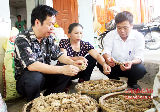 Hiện nay xã Quỳnh Vinh có hàng trăm hộ tham gia trồng nghệ với diện tích khoảng 35 ha, chủ yếu là nghệ vàng và nghệ đen. Cây nghệ được trồng khắp nơi, từ trong vườn ra ngoài đồng, trên núi và xen canh với một số cây ngắn ngày khác như lạc, ngô. Ảnh: Báo Nghệ An.