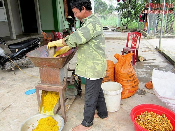 Theo Báo Nghệ An, nông dân Nghi Lộc (Nghệ An) vụ năm nay trồng tổng cộng 20 ha nghệ. Đến thời điểm cho thu hoạch, các gia đình đã chế biến tinh bột nghệ cho nguồn đạt gần 15 tỷ đồng. Ảnh: Báo Nghệ An.