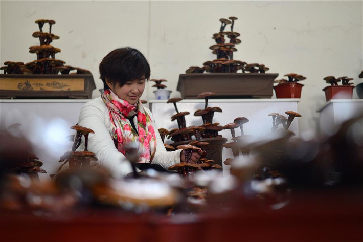Mặc dù giá đắt đỏ nhưng linh chi bonsai đang là mặt hàng được nhiều người biết đến và bán khá chạy vào dịp giáp Tết Đinh Dậu năm nay (2017).