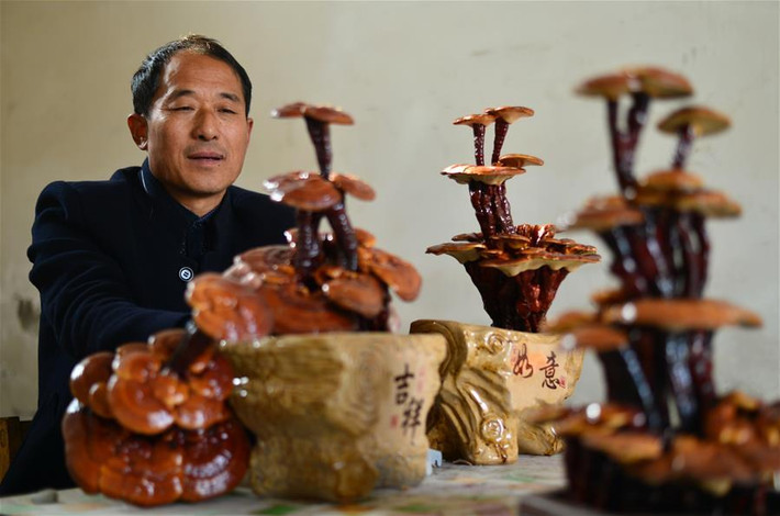 Những chậu nấm linh chi bonsai đang là thú chơi mới của những người yêu cây cảnh và thích hàng "độc" lạ đón Tết.
