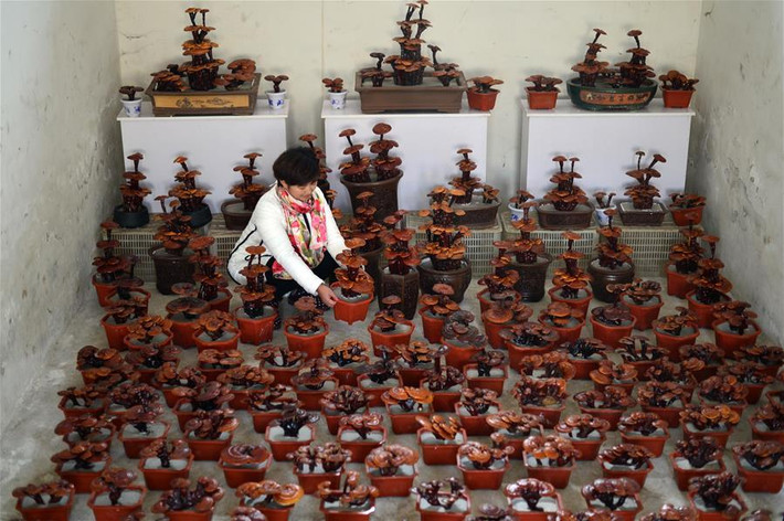 Kể từ năm 2014, ông Wang Zhiheng, một người trồng nấm linh chi có kinh nghiệm lâu năm, đã bắt đầu sáng tạo những cây bonsai linh chi cho thị trường.