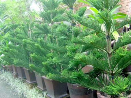 5. Cây bách: Cây bách là loại cây cấm kỵ trồng trong nhà vì được cho là mang đến những điều không tốt lành. Mặc dù có dáng và tán đẹp nhưng thực tế thì cây bách thường được trồng nơi phần mộ người đã mất. Ảnh: Phunutoday.