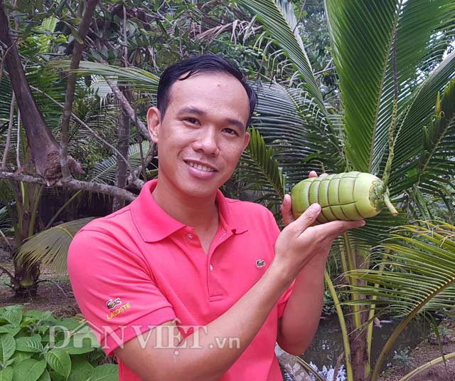 Dừa tạo hình đòn bánh tét: Anh Huỳnh Thanh Tâm cũng chính là người sáng tạo ra loại dừa tạo hình đòn bánh tét có từ 6-7 khoanh đẹp mắt. Theo đó, trái dừa hình tròn đã bị “hô biến” thành đòn bánh tét với chiều dài cân bằng từ đầu đến cuối trái. Ảnh: Dân Việt.