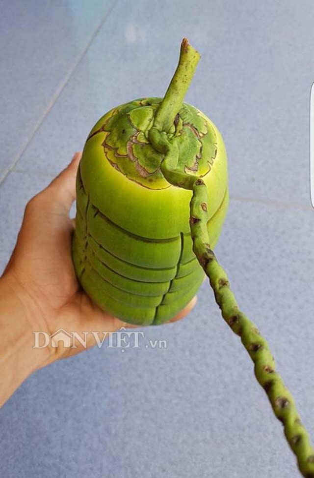 Theo thông tin trên Dân Việt, thời gian từ khi ép khuôn đến khi hoàn thành phải mất từ 2,5 – 3 tháng với tỷ lệ thành công chỉ khoảng 30%, mỗi trái dừa tạo hình đòn bánh tét đặc biệt này có giá bán lẻ khoảng 750.000 đồng. Ảnh: Dân Việt.