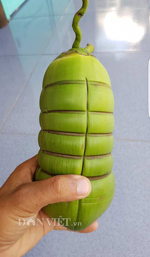 Đặc biệt, mỗi buồng dừa chỉ có thể chọn 2 trái để tạo hình, những trái còn lại sẽ cắt bỏ hết để cây tập trung dinh dưỡng nuôi các trái được chọn. Ảnh: Dân Việt.
