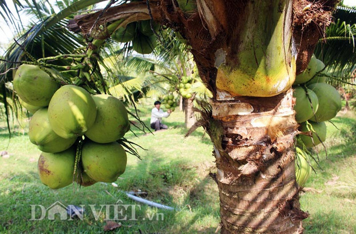 Dừa lùn (dừa dứa): Không như cây dừa ta truyền thống trồng phổ biến ở địa phương có chiều cao lên đến hàng chục mét, giống dừa "siêu lùn" có chiều cao tính từ mặt đất lên đến buồng trái chỉ khoảng 1m. Đặc biệt, khi thu hoạch, chủ vườn không cần leo trèo mà đưa tay ra cũng có thể hái được dừa. Ảnh: Dân Việt.