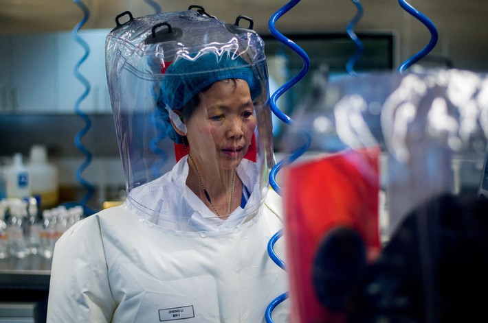 Vào ngày 7/8, Phó Giám đốc Viện Virus học Vũ Hán, bà Shi Zhengli gây chú ý khi đưa ra cảnh báo về đại dịch COVID-19. Theo bà, các nước trên thế giới nên cùng nhau đối phó để cùng tồn tại trước diễn biến nguy hiểm của đại dịch COVID-19 bởi virus SARS-CoV-2 sẽ tiếp tục đột biến và lây lan nhanh.