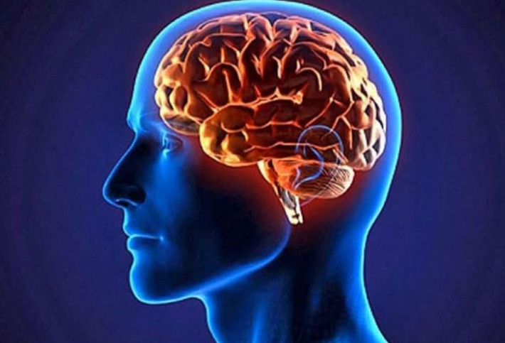 Theo quan điểm của tiến sĩ MacLean, 3 cấu trúc não của con người vẫn giữ nguyên sau khi tiến hóa và xảy ra cạnh tranh với nhau một cách thường xuyên. Ông cho rằng chính những điều này khiến con người có những hành vi khác nhau khi đối mặt với các hoàn cảnh, yếu tố tác động từ bên ngoài.