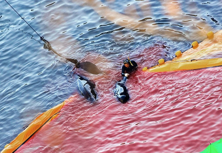 Taiji là một trong những thị trấn nổi tiếng với nghề săn cá voi. Dù chỉ rộng chừng 5.6 km2 nhưng nơi này có kỹ thuật đánh bắt cá voi truyền thống từ thế kỷ 17.
