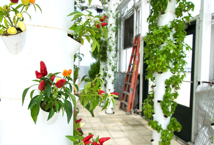 Chỉ mất 1 phút di chuyển bằng thang máy, sản phẩm của Green Sky Growers đã được giao xuống các nhà hàng ở tầng dưới thuộc cùng tòa nhà. Ngoài ra, nông trại cũng cung cấp thêm cho một số nhà hàng ngay gần đó. Do đó, chủ nông trại hầu như không mất chi phí vận chuyển.