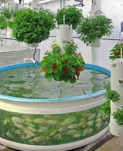 Chìa khóa thành công của nông trại rau sạch này là duy trì mối quan hệ cộng sinh giữa rau xanh và cá. Chất thải của cá được chuyển đổi tự nhiên từ Amoniac thành phân đạm nitrat bón cho cây. Trong quá trình này, cây sẽ lọc nước, loại bỏ Amoniac độc hại, cung cấp nước sạch trở lại cho bể cá.