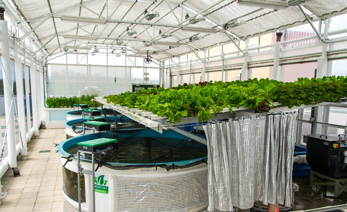 Vào những buổi sáng ấm áp, có gió nhẹ, phần mềm nhà kính sẽ mở các cửa chớp để đón không khí tự nhiên ùa vào.