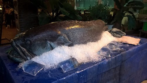 Một con cá chiên khổng lồ, nặng hơn 30 kg khá quý hiếm được mua từ Tây Nguyên có giá đến 40 triệu đồng.