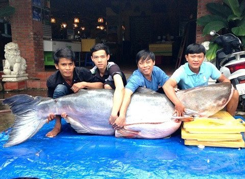 Bên cạnh cá tra dầu "khủng", một con cá trà sóc nặng 55kg cũng được đưa về để xẻ thịt bán. Hiện loại cá này khá khan hiếm nên mức giá của chúng không hề rẻ. Chúng được đánh bắt chủ yếu vào ban đêm nên không phải ngư dân nào cũng may mắn bắt được loài cá "hái ra tiền" này.