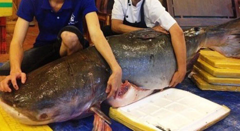 Cũng trong tháng 1/2016, cá hô khủng 130kg lên bàn nhậu phục vụ đại gia có giá nửa tỷ đồng khiến nhiều người choáng váng. Con cá hô khủng được ngư dân bắt được trên sông Mê Kong, thuộc địa phận tỉnh An Giang. Giá mỗi kg thịt cá hô từ 3-4 triệu đồng.