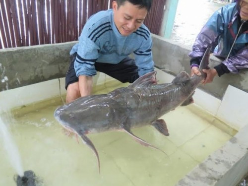 Anh Hòa cho hay, các đại gia Việt lắm tiền nhiều của giờ có thú thưởng thức cá sông đặc sản, nhất là những loại cá được xếp vào hàng thủy quái. Cá càng to họ càng thích dù giá cực kỳ đắt đỏ, lên đến cả chục triệu, thậm chí hàng trăm triệu đồng/con.