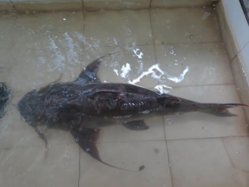 Người bán cá cho vị đại gia Việt này là anh Nguyễn Xuân Hòa, một mối chuyên bán các loại đặc sản rừng ở Hà Nội. Theo tiết lộ của anh Hòa, con cá “khủng” được vị đại gia mạnh tay mua lại là một con cá chiên sông Đà với cân nặng lên tới 25 kg.