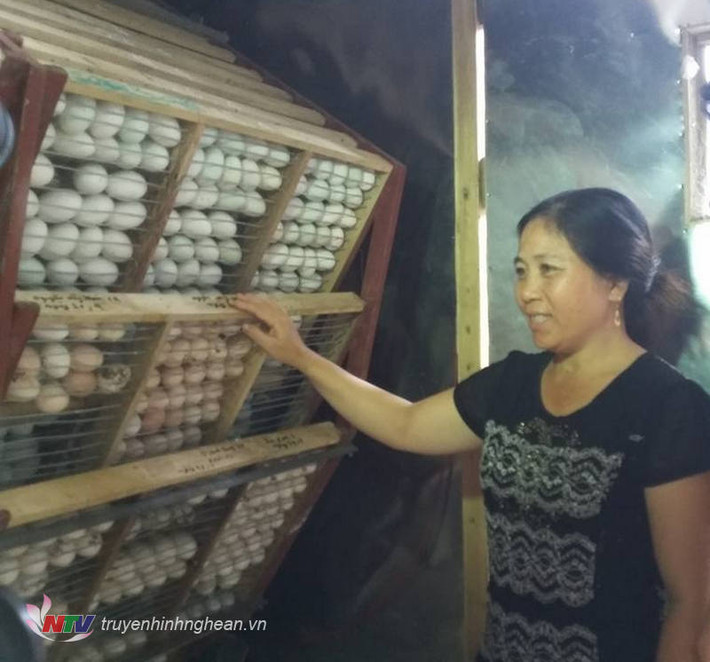 Mô hình khép kín nuôi vịt đẻ liên kết với lò ấp trứng của chị Nguyễn Thị Giang (xóm 14 - xã Nghi Lâm - Nghi Lộc) đang được nhiều bà con nông dân tham quan và học tập bởi sự tiện lợi và mang lại hiệu quả kinh tế cao. Tính trung bình mỗi năm gia đình chị Giang cung ứng ra thị trường 48 vạn quả trứng, thu được lợi nhuận 200 triệu đồng/năm.
