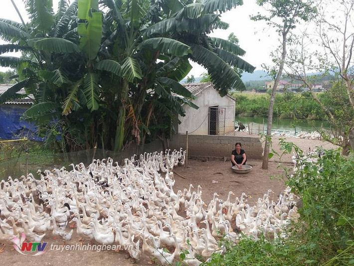 Nuôi khoảng 2 ngàn con đẻ, trung bình mỗi ngày chị Giang thu được 1.500 quả trứng. Ngày nào chuồng trại nhà chị cũng cho ra lò hơn 1.300 quả trứng vịt lộn. Với giá 3 ngàn đồng/quả. Tổng 1 ngày gia đình chị thu về hơn 3 triệu đồng từ tiền bán vịt lộn. Sau khi trừ chi phí thức ăn, công chăm sóc, tiền điện, tiền khẩu hao máy, gia đình chị thu về trên 500 ngàn đồng/ngày.