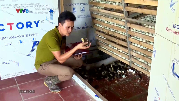 Mô hình nuôi vịt trời của anh Nguyễn Đức Diệp (sinh năm 1982 tại Xã Quang Vinh, Huyện Ân Thi, Tỉnh Hưng Yên) hiện tạo việc làm cho 15 lao động với mức lương từ 5-6 triệu đồng. Mô hình cũng mang lại cho " đại gia chân đất" này doanh thu mỗi năm khoảng 5 tỉ đồng.