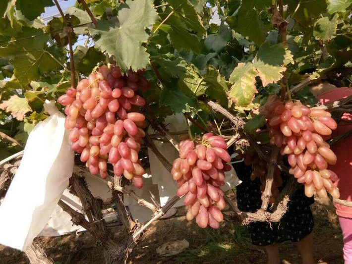 Cụ thể, loại nho mỹ nhân chỉ này có giá bán lẻ là 130.000-140.000 đồng/kg, còn giá mua buôn là 90.000 đồng/kg. Dù giá không hề rẻ nhưng nhiều khách vẫn mua đến hàng chục cân ăn dần, thậm chí đem biếu, bởi họ đều thấy nho mỹ nhân chỉ trông lá xanh mướt, nhìn đã thấy tươi ngon.