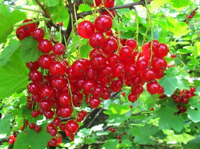 Tuy nhiên, nho chuỗi ngọc có nguồn gốc không hề “sang chảnh” như tên gọi. Loại cây này được tìm thấy trong tự nhiên trên khắp châu Âu và lan rộng sang cả một số nước châu Á. Người dân thường dùng loại quả này để trang trí bánh kem, làm mứt, bánh và sinh tố. Tại châu Âu, nho chuỗi ngọc được bán với giá vài euro/kg (khoảng 150.000-200.000 đồng/kg).