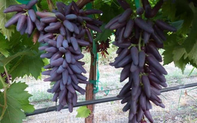 Vì hình dáng kỳ lạ, nên loại nho này còn có tên gọi khác là nho phù thủy. Đây là giống nho lai, rất quý hiếm.