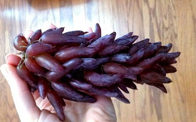 Giá của nho ngón tay khoảng 550.000 - 600.000 đồng/kg tùy vào thời điểm. Dịp Tết, loại nho này “cháy hàng” do nhu cầu mua làm quà biếu tăng cao.
