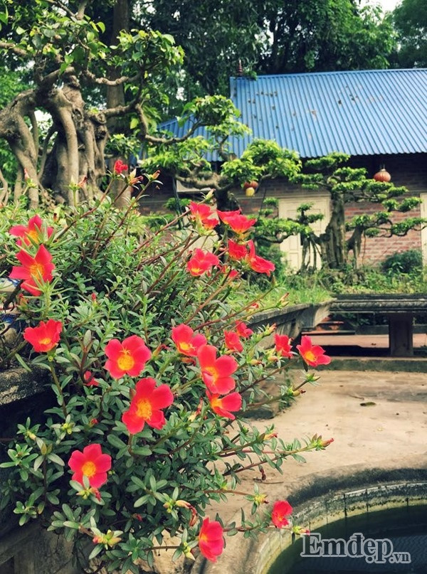 Ngôi nhà nhỏ nằm giữa khu vườn xanh mướt, không khí trong lành là nơi để gia đình chị Thùy Anh quây quần mỗi dịp cuối tuần.