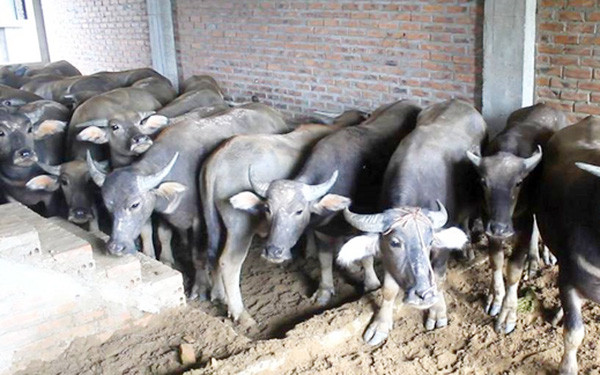 Hiện, trang trại anh Chiêm đang nuôi 7 con trâu và 40 con bò, tính sơ sơ cũng trị giá bạc tỷ. Tuy nuôi trâu, bò với số lượng lớn, nhưng tỷ phú nuôi trâu bò này rất nhàn nhã. Đàn trâu, bò của anh ngày nào cũng tự đi kiếm ăn từ sáng tới chiều no bụng rồi cũng tự về chuồng mà không cần người chăn dắt. Ảnh minh họa.