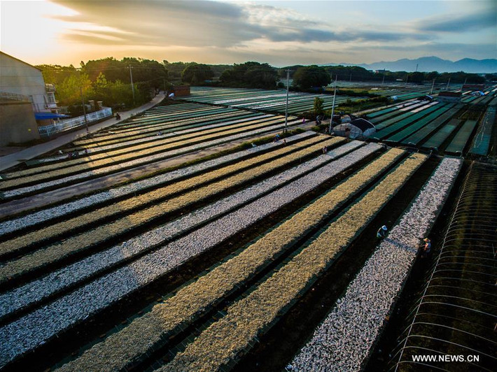 Những con cá được phơi trên các tấm phên trải dài.