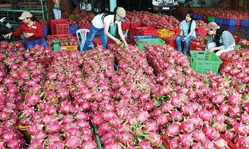 Vào tháng 6 trước đó, chuyên gia Úc đã tiến hành thị sát việc trồng, thu hoạch quả thanh long cũng như các hoạt động tiền xuất khẩu. Theo kế hoạch, quy trình đánh giá rủi ro và xem xét việc nhập khẩu trái thanh long tươi Việt Nam sẽ được Chính phủ Úc hoàn thành vào cuối năm nay.