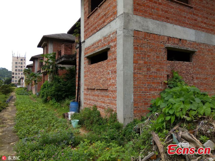 Khu biệt thự bỏ hoang mọc đầy cỏ xanh, dây leo chằng chịt sau nhiều năm không hoàn thiện.