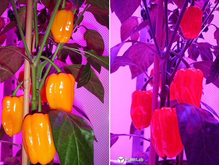 Nông trại “đèn mờ” này trồng các loại cây đa dạng từ cây cảnh tới hoa hồng, rau, thảo mộc và các loại quả như: dâu tây, dưa chuột…