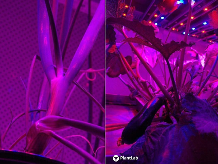 PlantLab đang nhân rộng mô hình nông trại này tới một số thành phố khác của Hà Lan, tận dụng các tòa nhà bị bỏ hoang để tiến hành gieo trồng.