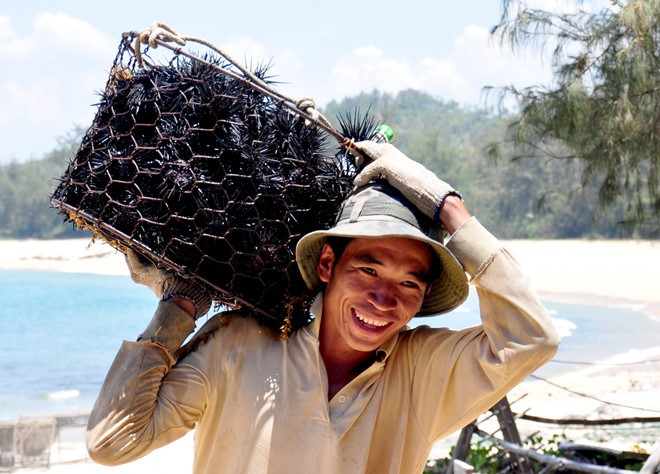 Thời điểm mùa hè biển êm, hàng trăm ngư dân vùng ven biển đảo Quảng Ngãi vào mùa lặn bắt nhum biển - từng được ví là "đặc sản tiến Vua" kiếm được khoản thu nhập cao cho gia đình. Mùa lặn bắt nhím biển hay còn gọi là nhum biển kéo dài từ tháng 4 đến tháng 7 dương lịch hàng năm, khi tiết trời mùa hè biển lặng.