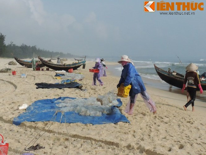 Giá sứa tại Quảng Trị được thu mua với giá từ 12.000 - 14.000 đồng/kg. Khi thuyền bắt đầu vào bờ, sứa sẽ được chuyền từ thuyền lên tập kết trên bãi để chờ thương lái đến thu mua.