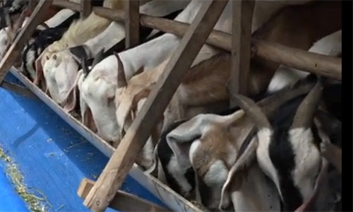 Riêng đàn dê của anh Đệ gồm 150 con, hàng tháng cho thu nhập từ 25-35 triệu đồng. Đây không phải là trang trại vật nuôi "hái ra tiền" giữa lòng phố duy nhất.