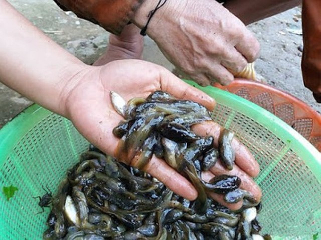 Nòng nọc. Đặc sản kinh dị này dễ khiến người ta nổi da gà khi nhìn thấy. Bát canh đủ loại rau rừng nấu cùng ếch con mới sinh chân co quắp ôm chặt cọng rau. Vì là ếch con (ếch sữa) nên thịt và mùi vị khá tanh.
