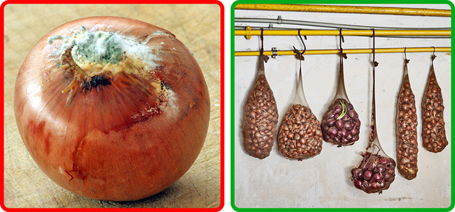 Bảo quản hành tây trong túi nilon, xoắn hoặc buộc các nút thắt giữa mỗi cái để chúng được tách ra. Tốt nhất là giữ chúng ở nơi mát mẻ với ít ánh sáng. Thời gian lưu trữ có thể kéo dài đến 6-8 tháng.